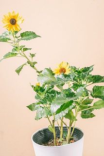 花付きや枝ぶりには個体差がございます。