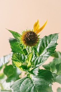 花びらが散っていることがございます。ご了承ください。