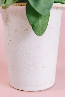 一部、鉢に汚れがある場合がございます。気になる場合は拭き取ってください。