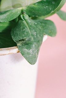 一部、葉に傷や欠けある場合がございます。ご了承ください。