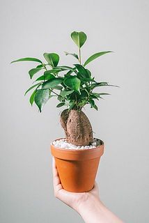 形や葉付き、幹の形状には個体差があります。