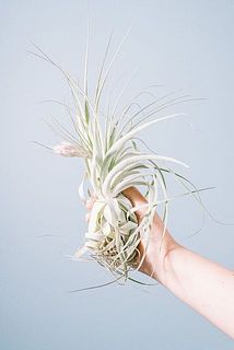 花の大きさには個体差があります。