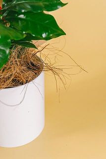 鉢から椰子の繊維が出ている場合がございます。気になる場合は鉢の中に入れてあげてください。