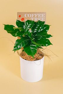 ポットの色はおまかせになります。