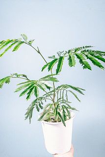 形、葉付きには個体差があります。