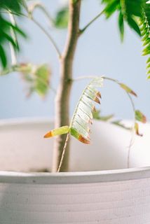 一部、変色している葉がある場合がございます。