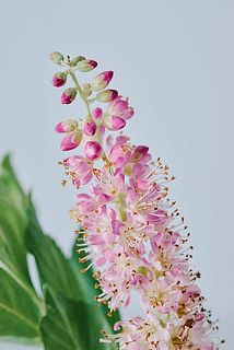 明るいピンク色の花がかわいいです