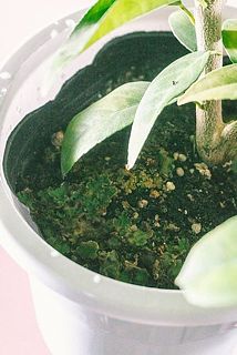 土に苔が生えていることも。成長には問題はありませんが、気になる場合は優しく剥がしてください。