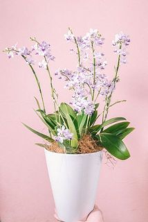 形、花付きには個体差があります。