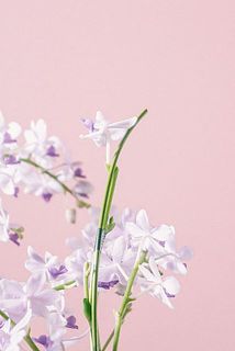 一部、枝先が剪定されている場合がございます。