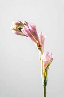 ほんのり淡いピンク色🩰