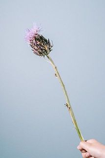 咲き方には個体差がございます