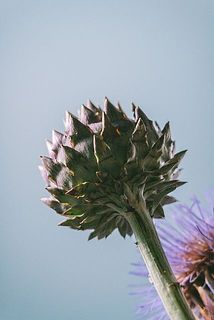 蕾はチクチクするのでご注意を。