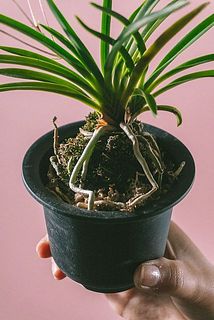 根っこが飛び出している場合がございます。成長には問題ございません。