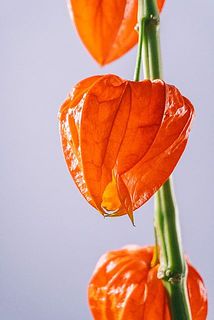 一部、破れている場合がございます。