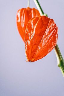 先端が茶色く変色している場合がございます。
