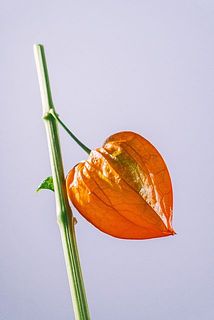 緑っぽい実もございます。
