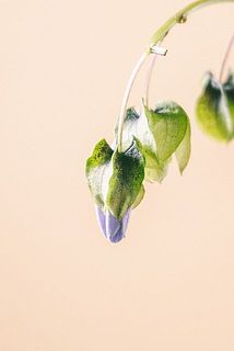 お花がついていることも！かわいい😍