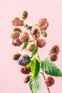 ブラックベリーの実つきや色味には個体差がございます。