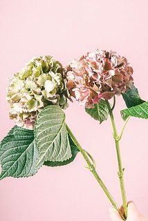 紫陽花の色味には個体差がございます・