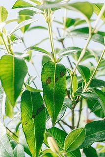 一部変色や虫食いが見られる場合がございます。ご了承ください。