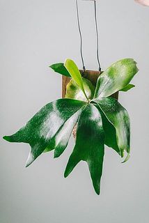 個体差がございます