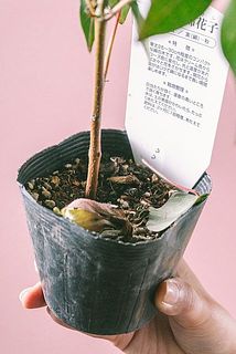花殻などが土に落ちていることがございます。ご了承ください。