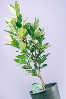 枝ぶりには個体差がございます。