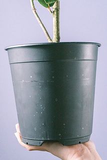 鉢が汚れていることがございます。気になる場合は拭き取ってください。