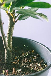 土に苔などが生えていることも。気になる場合は取り除いてください。