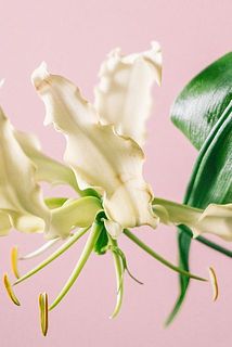 花びらや葉っぱに傷がある場合がございます。ご了承ください。