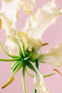 花びらの先端が黒ずんでいることがございます。ご了承ください。