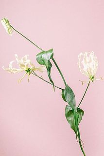 花付きには個体差がございます。