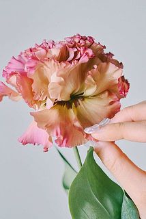 トルコキキョウの花の中心部が茶色いのは品種特性になります（※写真は別の品種）。