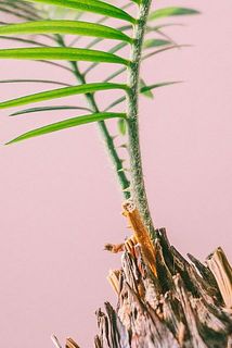 茎の下部に棘がある場合がございます。お気をつけください。