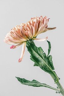 マムは花びらが下を向いていることがございます。ご了承ください。