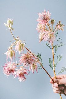 セルリアの形、花付きには個体差があります。