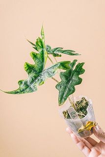 形、葉付きには個体差があります。