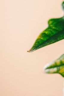 葉先や縁に多少の傷みがある場合がございますが、植物の特性としてご了承ください。