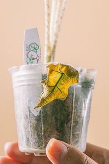 一部、変色している葉がある場合がございます。