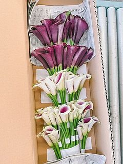 今回お届けする品種のイメージです（カントール・フェルメール・ピカソ）