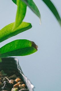 葉に変色や傷がある場合がございます。ご了承ください。