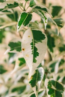 一部、葉っぱが茶色くなっている場合がございます。気になる場合は優しく取ってください。