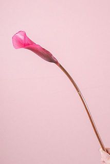 形やサイズには個体差がございます