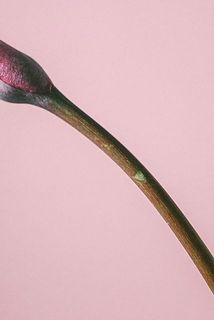 一部茎や花部分に傷がある場合がございます。