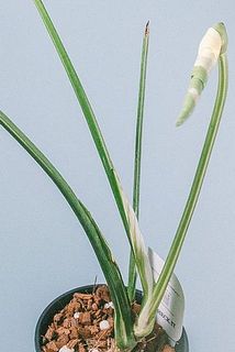  葉のない茎からは新芽が出てくるため、剪定せずそのままお届けいたします。
