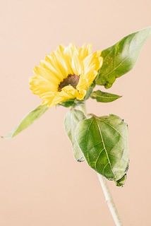 ひまわりページ ツートーンミニひまわり