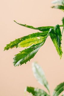 葉は変色しやすいのでなるべく取り除いてください。