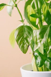 一部、葉っぱが茶色くなっている場合がございます。