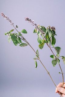 花付きには個体差がございます。